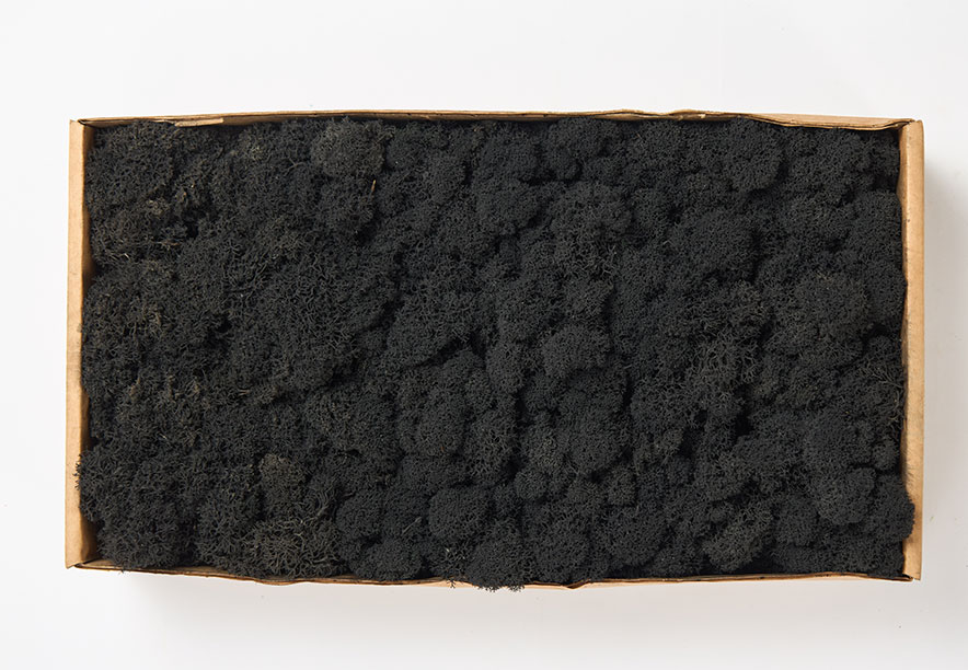 Купить Мох Ягель Black