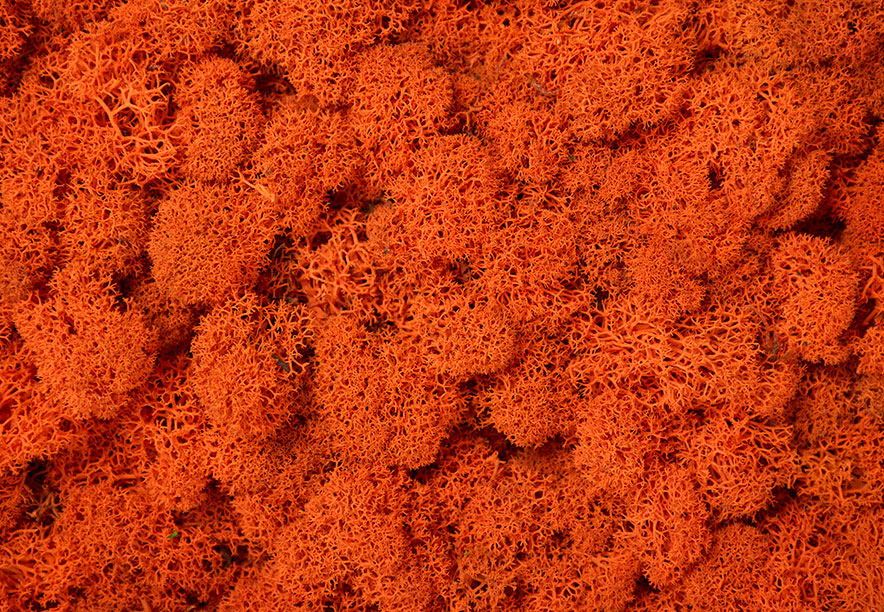 Купить Мох Ягель Orange