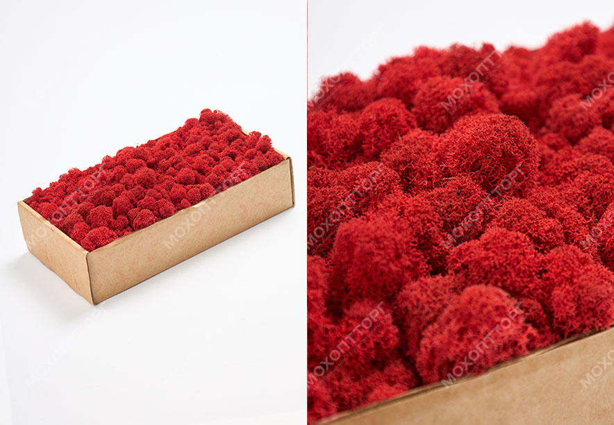 Купить Мох Ягель Red