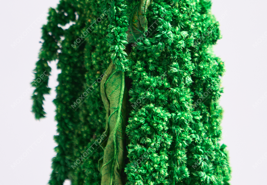 Купить Амарант Light green