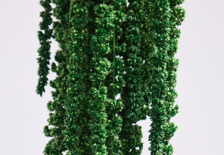 Купить Амарант Natural green