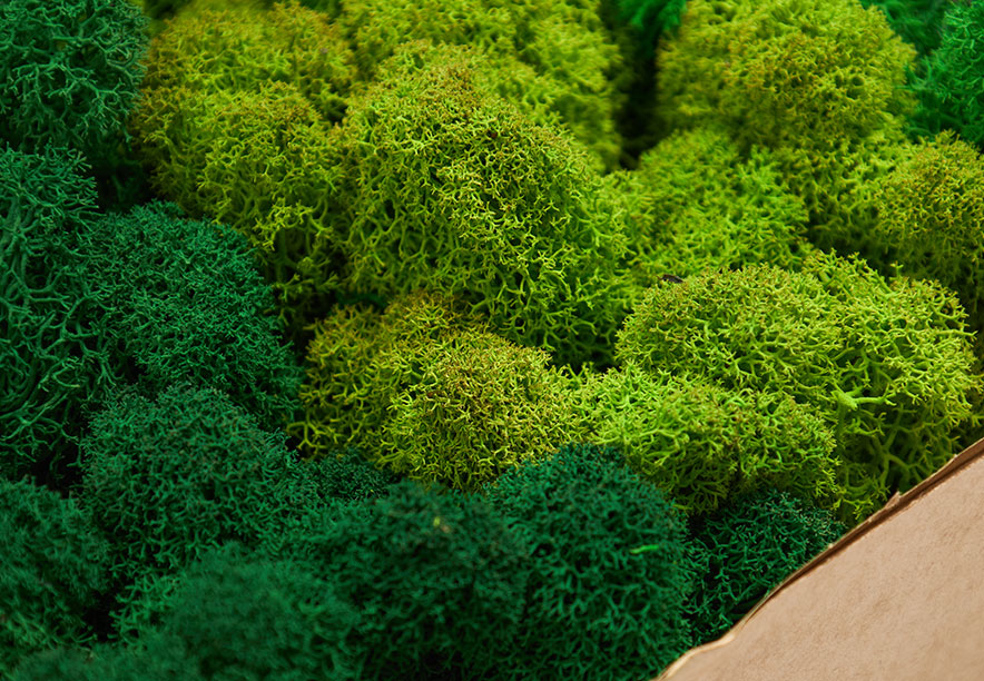 Купить Мох Ягель Green Mix