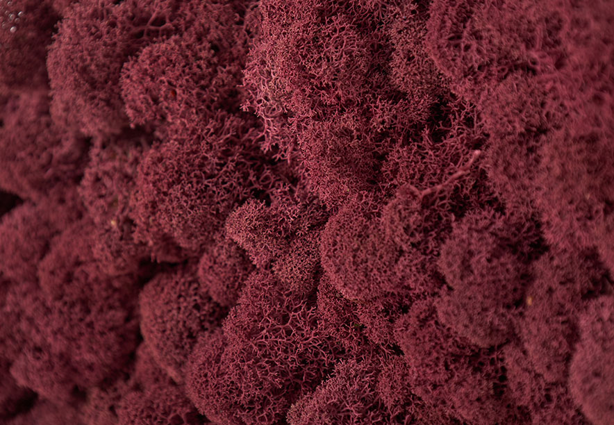 Купить Мох Ягель Fuchsia