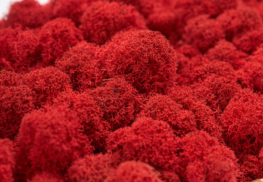 Купить Мох Ягель Red