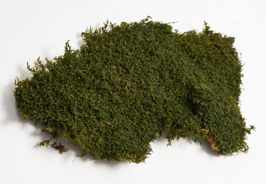 Купить Мох Пласты Medium Green