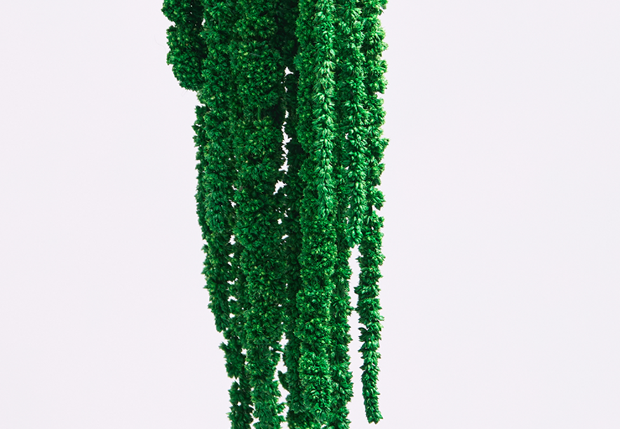 Купить Амарант Light green