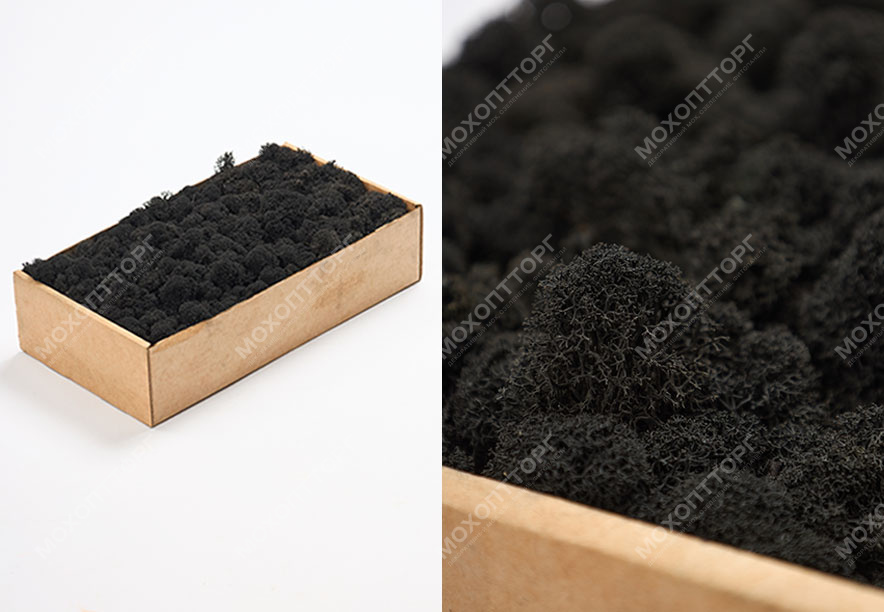 Купить Мох Ягель Black