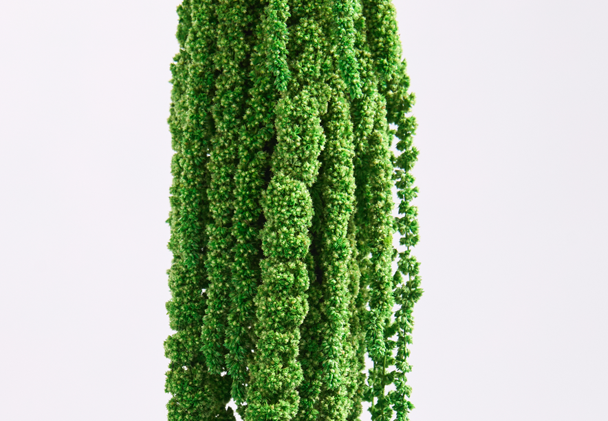 Купить Амарант Apple green
