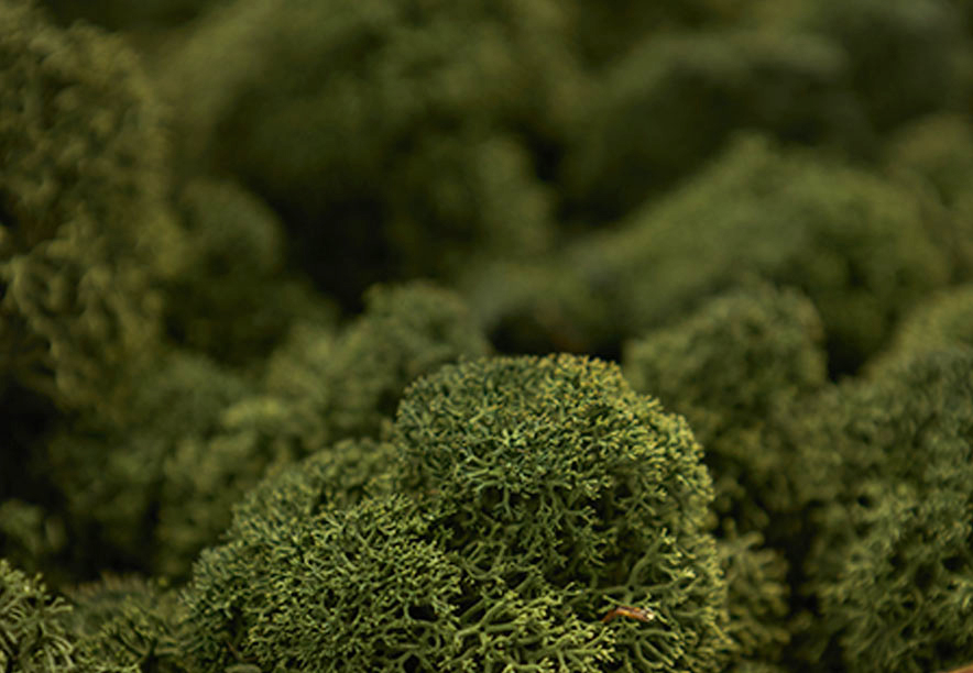 Купить Мох Ягель Medium green