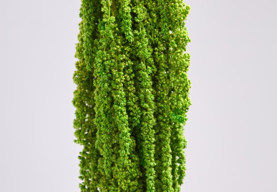 Купить Амарант Lime green