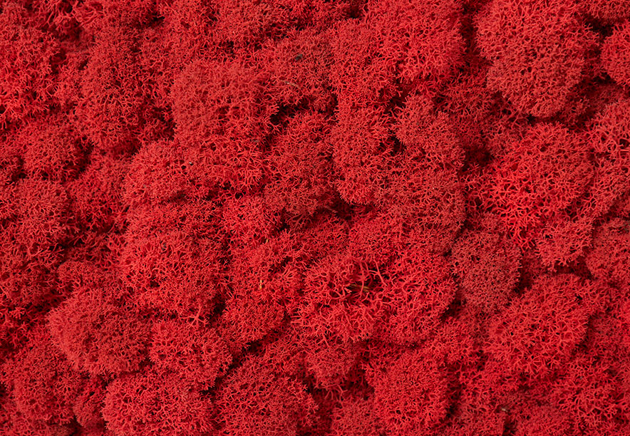 Купить Мох Ягель Red