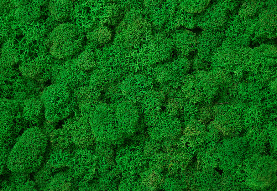 Купить Мох Ягель Apple Green