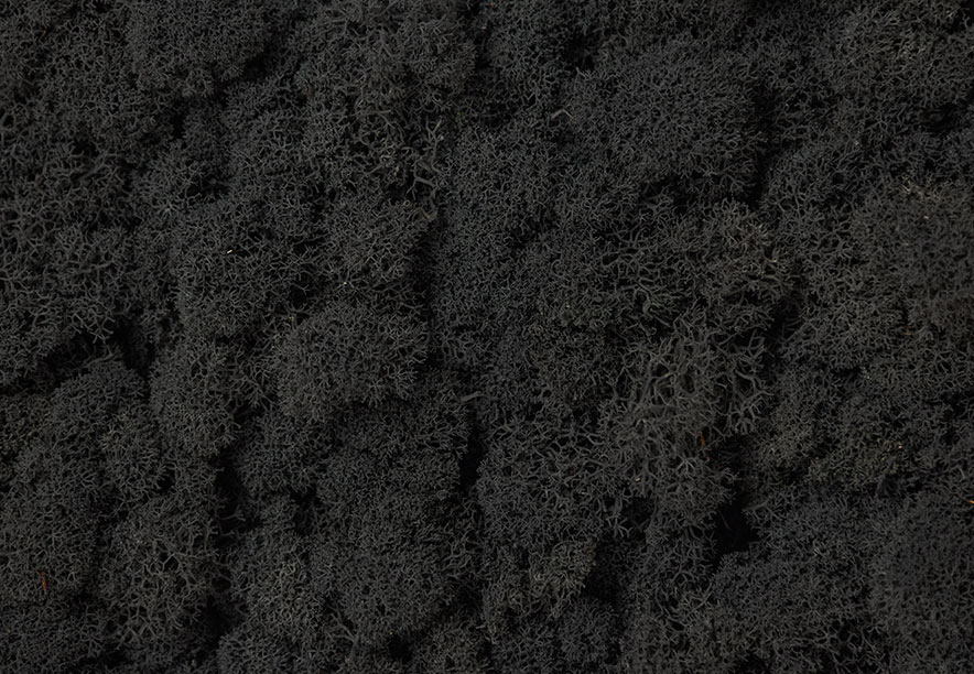 Купить Мох Ягель Black