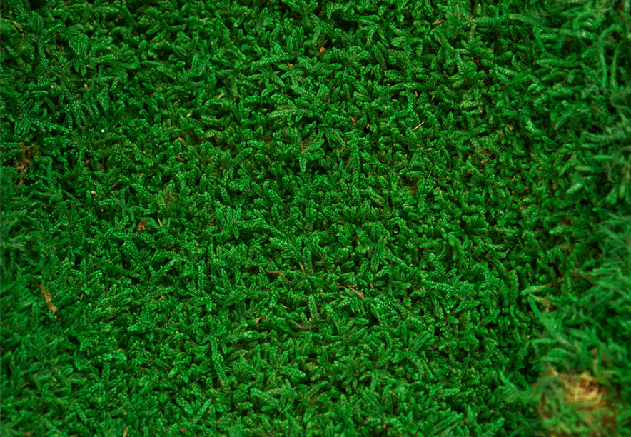 Купить Мох Пласты Apple Green
