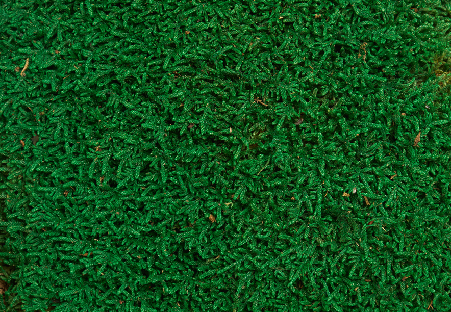 Купить Мох Пласты Light Green