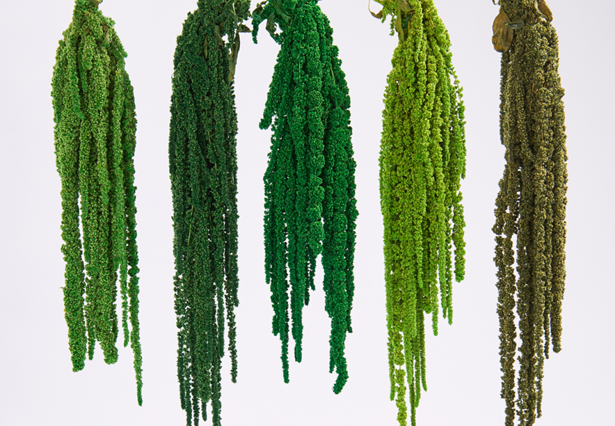 Купить Амарант Natural green