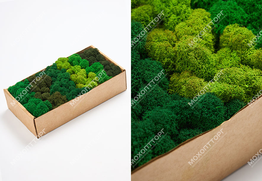 Купить Мох Ягель Green Mix