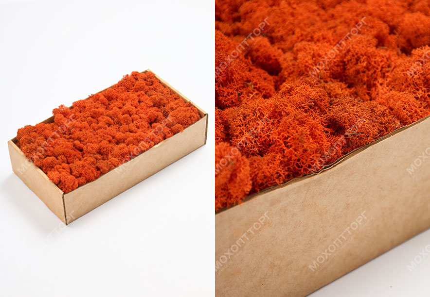 Купить Мох Ягель Orange