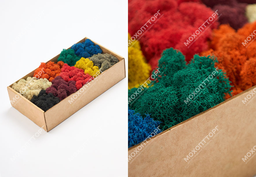 Купить Мох Ягель Color Mix