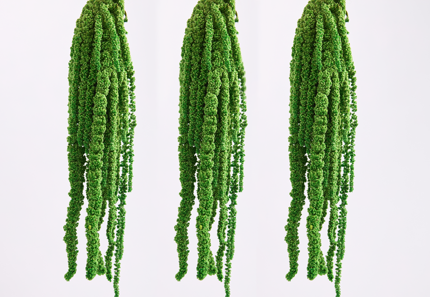 Купить Амарант Apple green