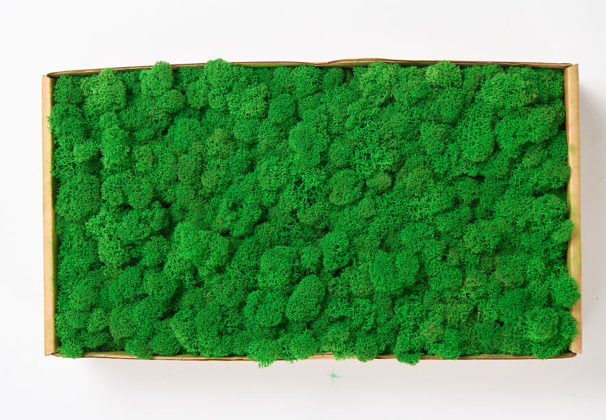 Купить Мох Ягель Apple Green