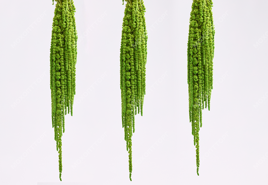 Купить Амарант Lime green