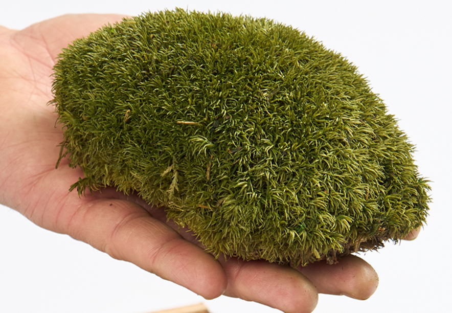 Купить Мох Кочка Medium Green