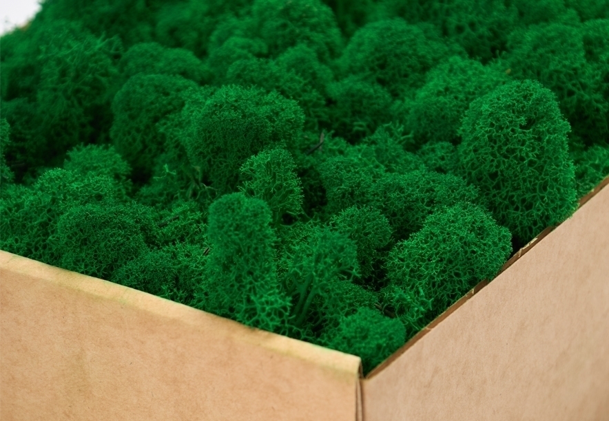 Купить Мох Ягель Light Green