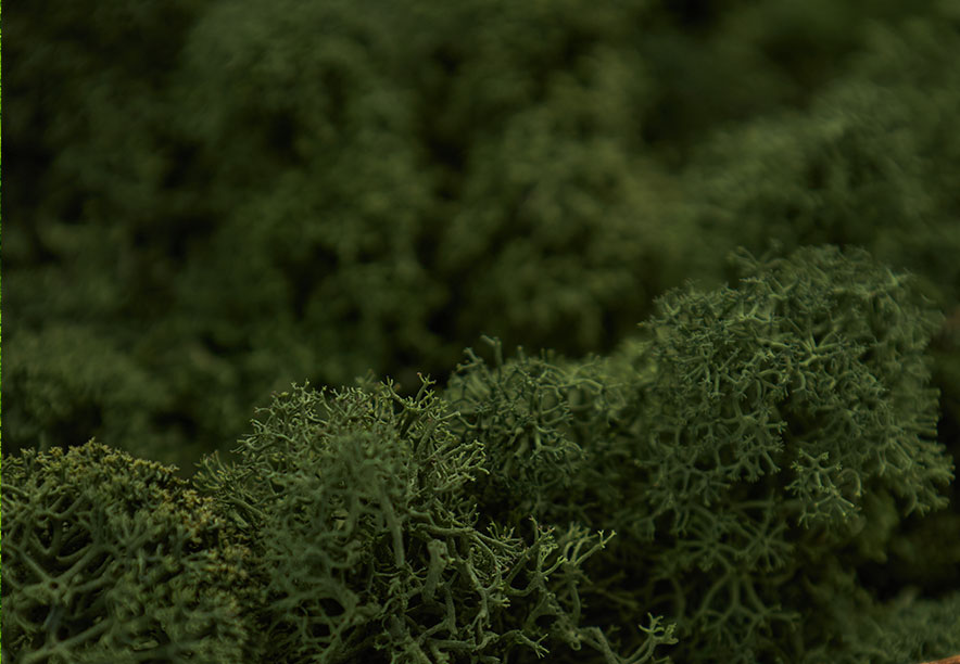 Купить Мох Ягель Dark Green