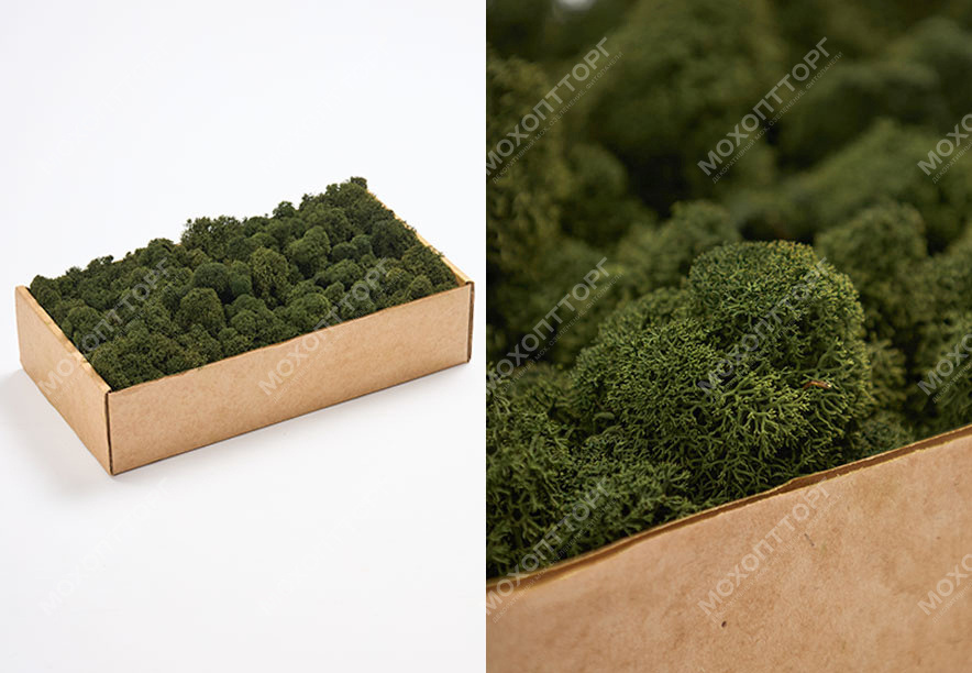 Купить Мох Ягель Medium green