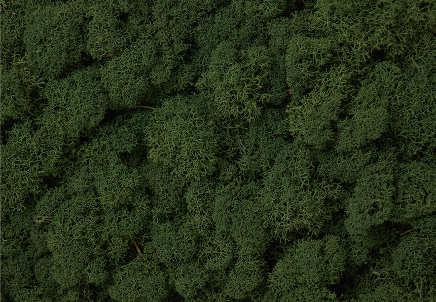 Купить Мох Ягель Dark Green