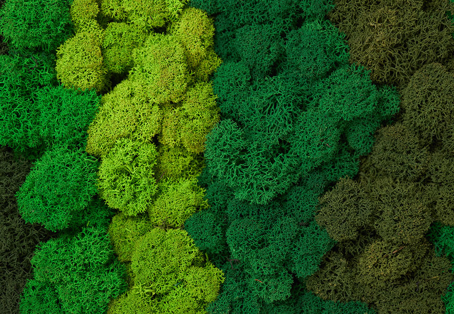 Купить Мох Ягель Green Mix