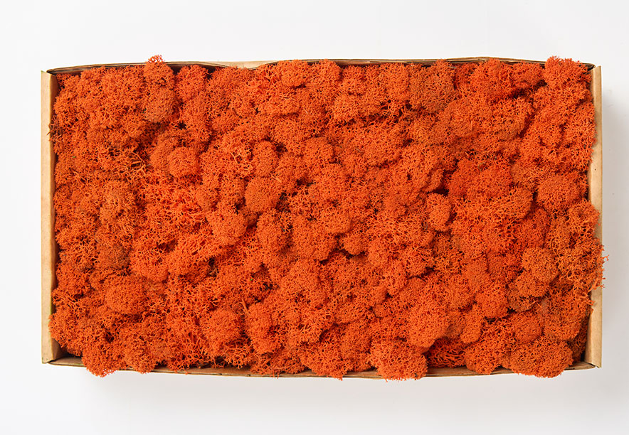 Купить Мох Ягель Orange