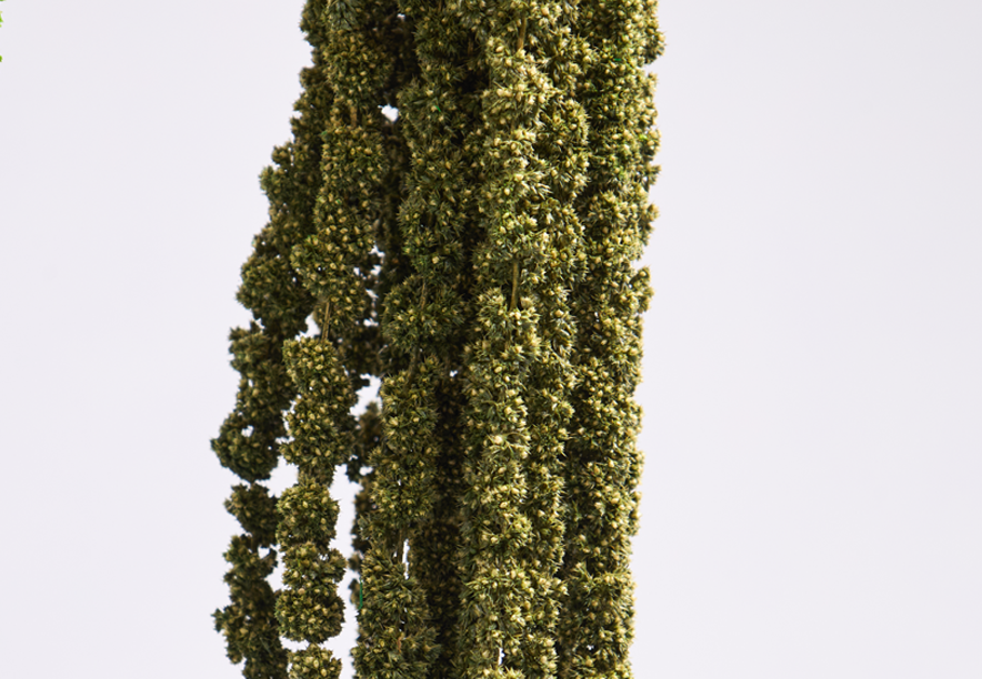Купить Амарант Medium green