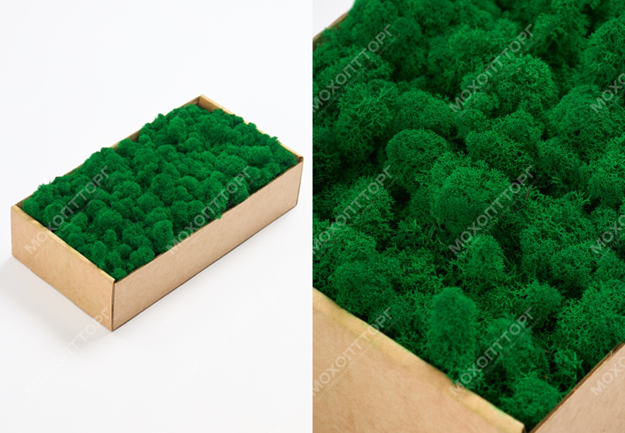 Купить Мох Ягель Light Green