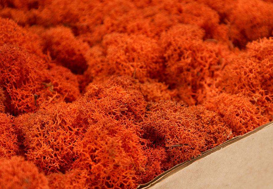 Купить Мох Ягель Orange