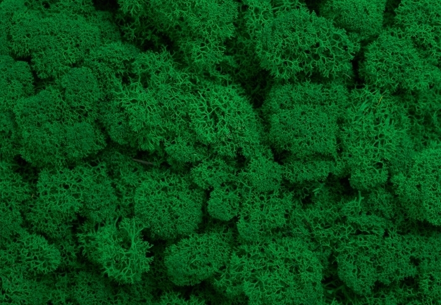 Купить Мох Ягель Light Green