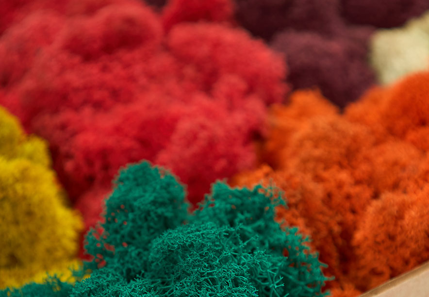 Купить Мох Ягель Color Mix