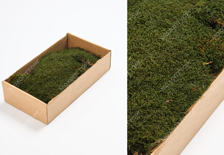 Купить Мох Пласты Medium Green