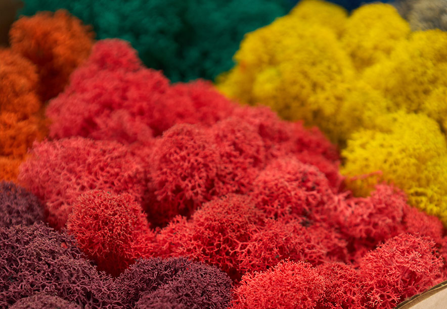 Купить Мох Ягель Color Mix