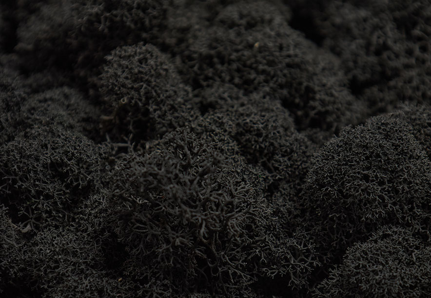 Купить Мох Ягель Black