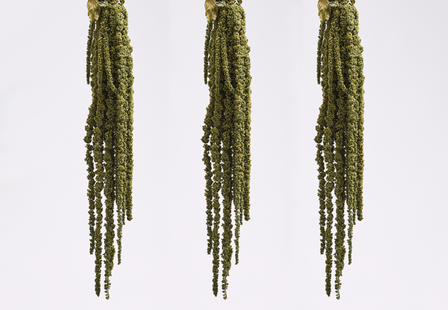 Купить Амарант Medium green