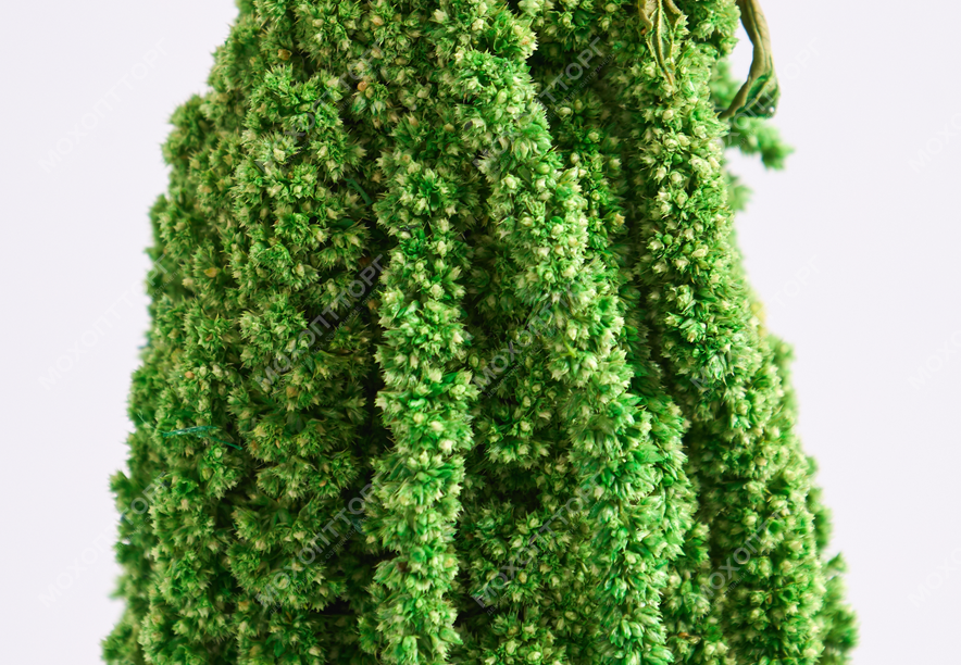 Купить Амарант Apple green
