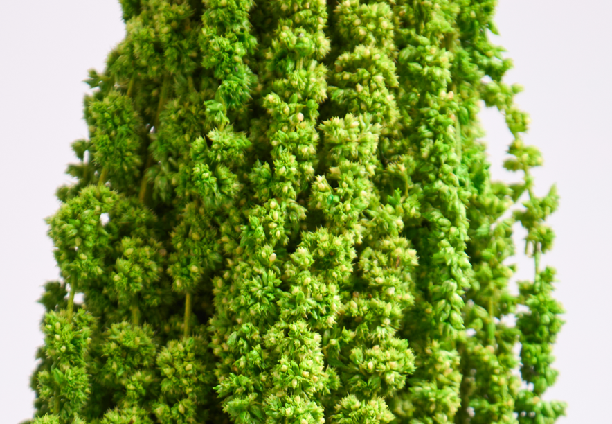 Купить Амарант Lime green