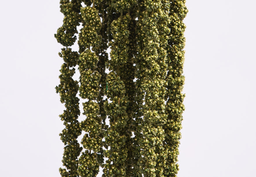 Купить Амарант Medium green