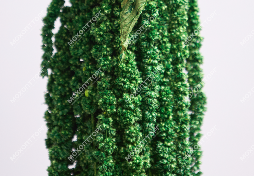 Купить Амарант Natural green