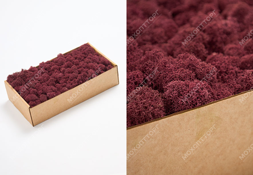 Купить Мох Ягель Fuchsia