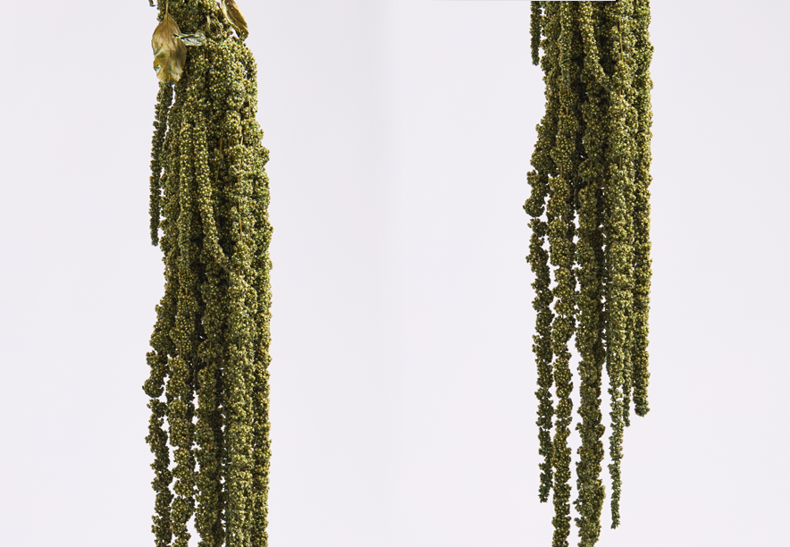 Купить Амарант Medium green