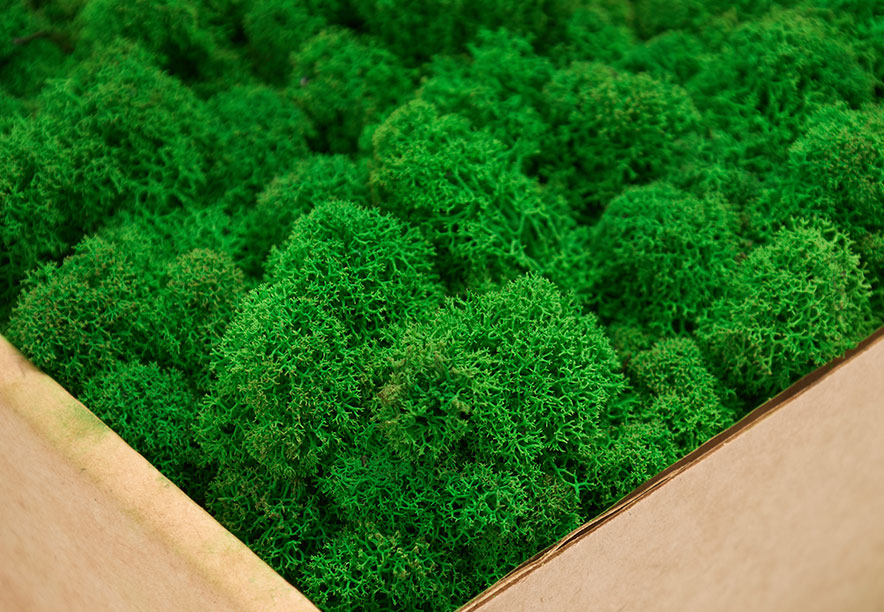 Купить Мох Ягель Apple Green