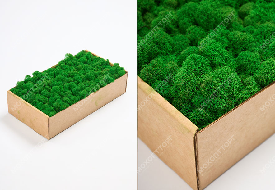 Купить Мох Ягель Apple Green